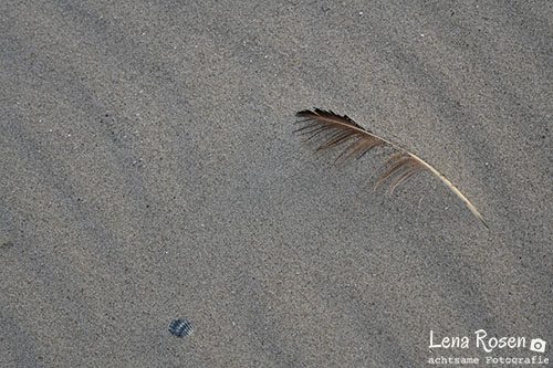 Zeltplatzfreunde Spiekeroog e.V. Feder am Strand